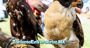 Veracruz, el corredor de aves migratorias más importante del mundo
