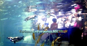 Éxito total el Pingüinario de Veracruz que recibe a miles de turistas