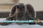 Pingüino #Jarocho crece sano en el #acuario de #Veracruz