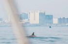 Aparecen delfines en las costas de Veracruz
