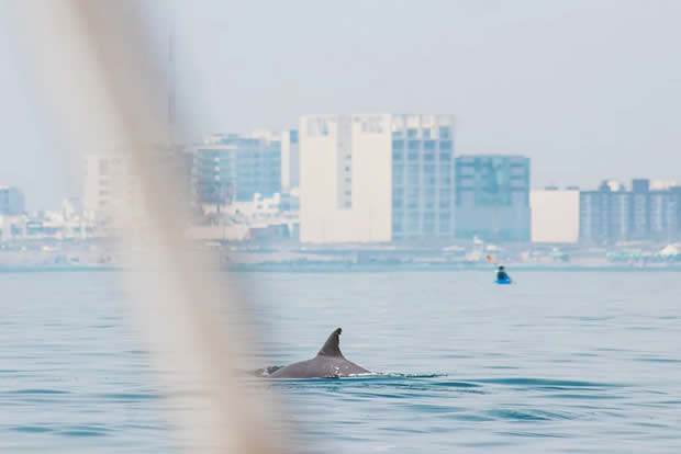 Aparecen Delfines En Las Costas de Veracruz